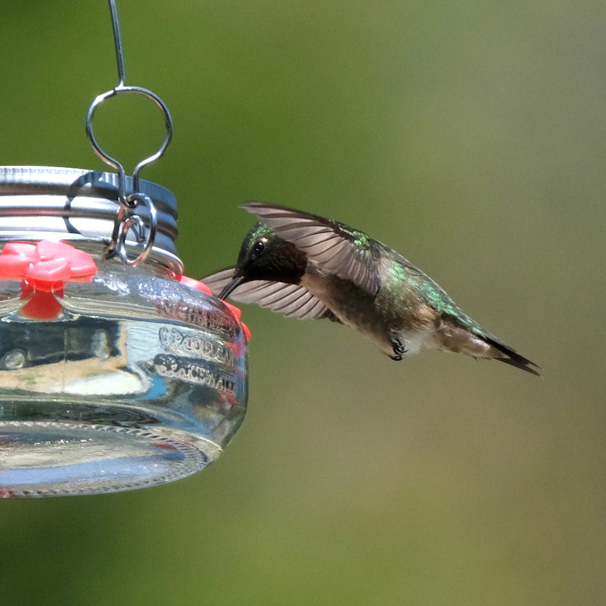 Ruby-throated Hummingbird - ML576818271