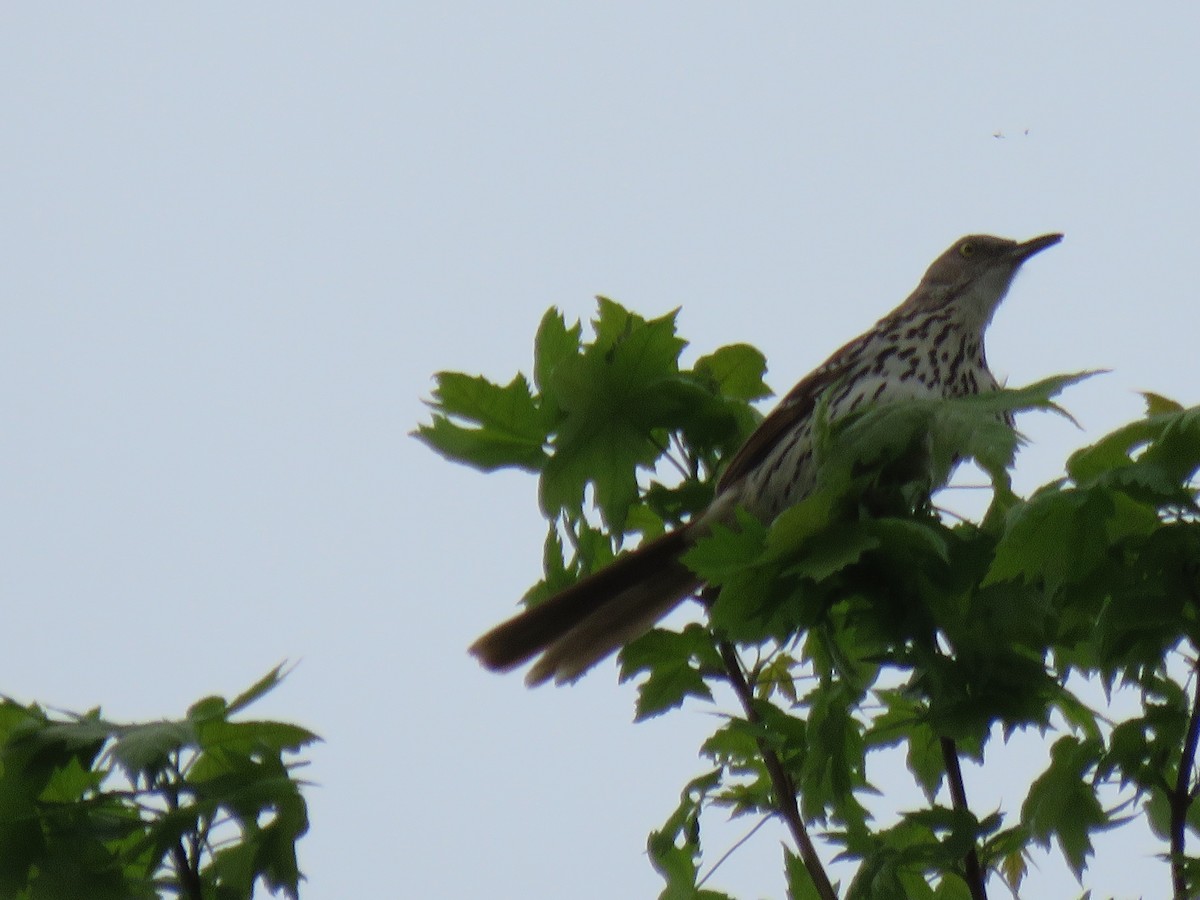 Brown Thrasher - Denise Moreault