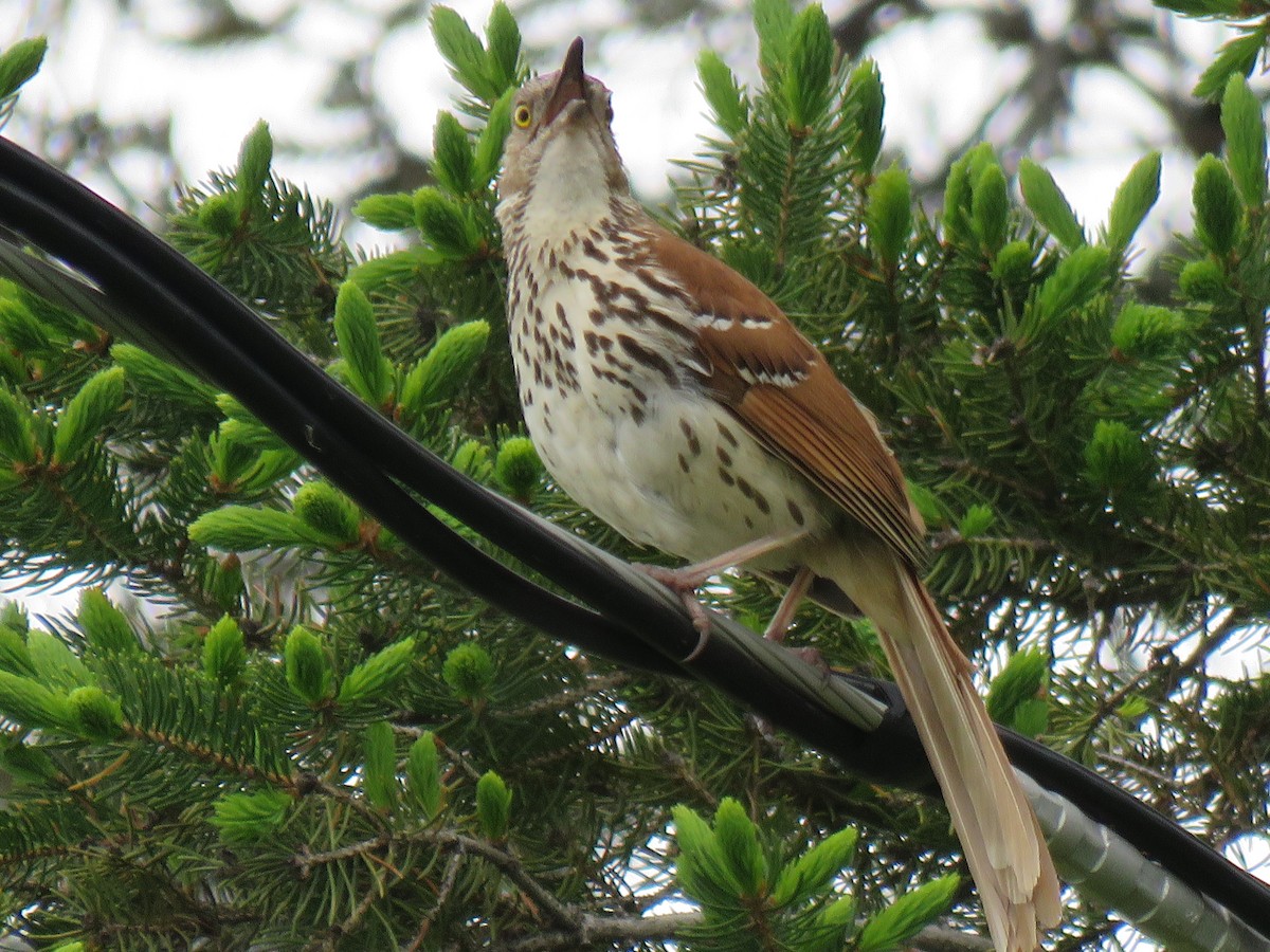 Brown Thrasher - ML576818311