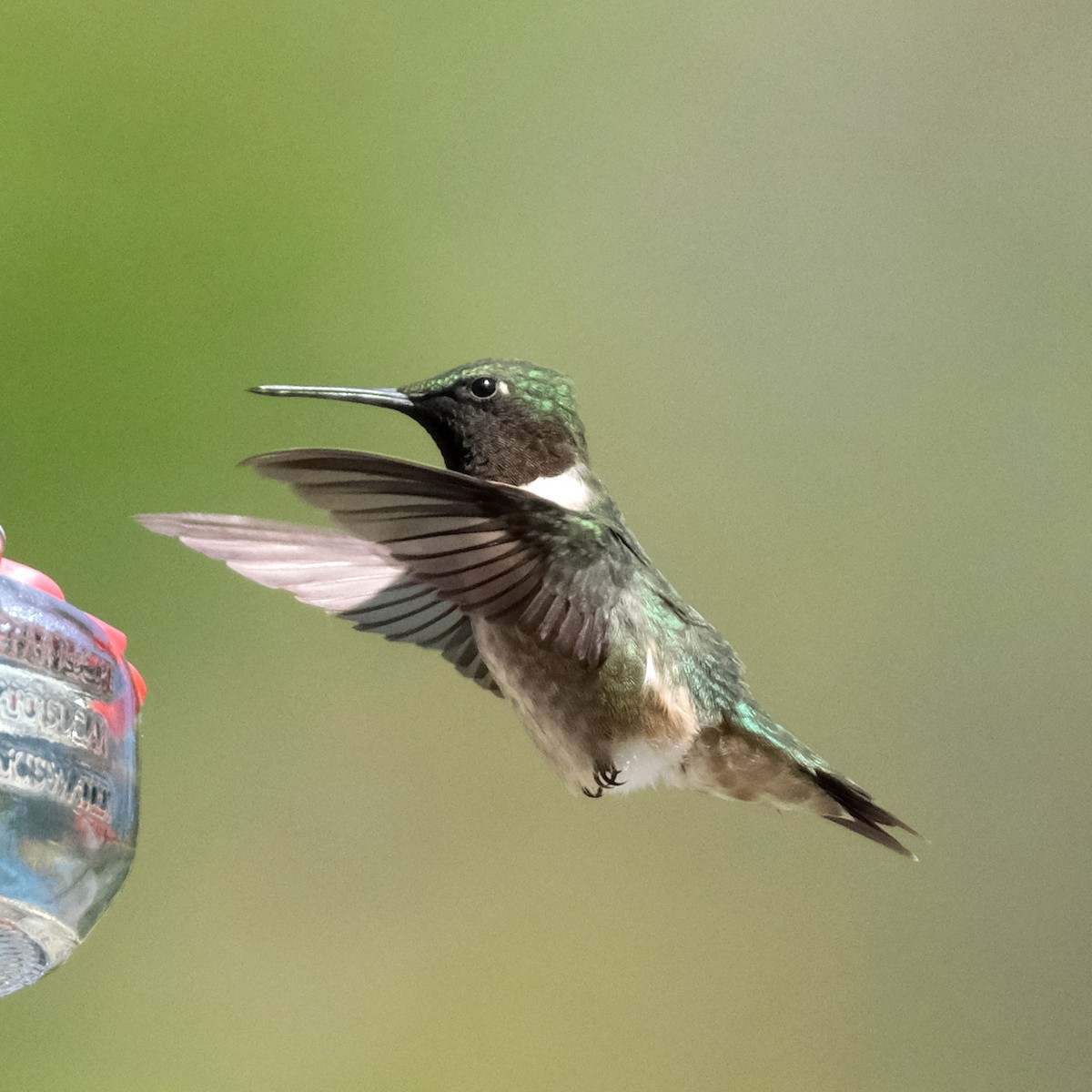 Ruby-throated Hummingbird - ML576818331