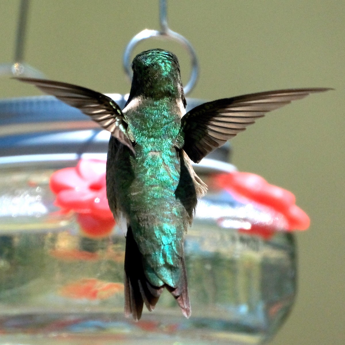 Ruby-throated Hummingbird - ML576818421