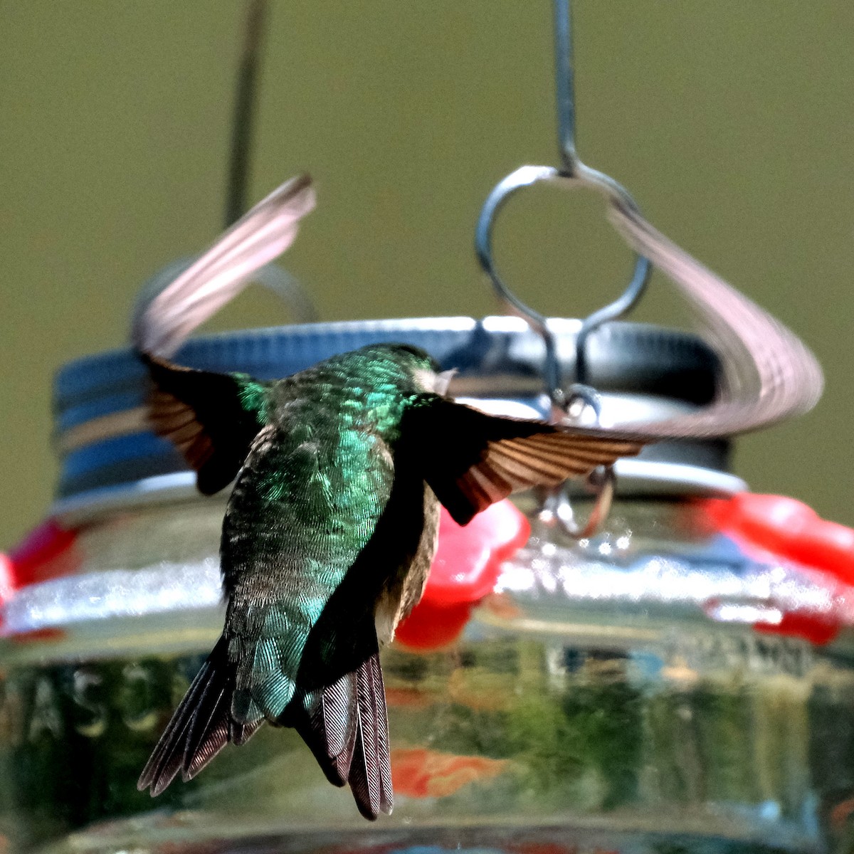 Ruby-throated Hummingbird - ML576818491