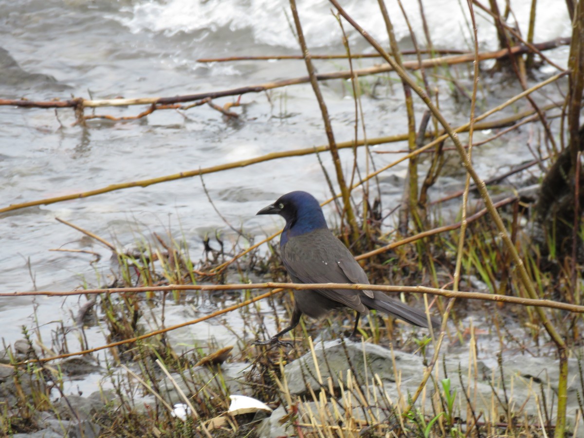 Common Grackle - ML576818831