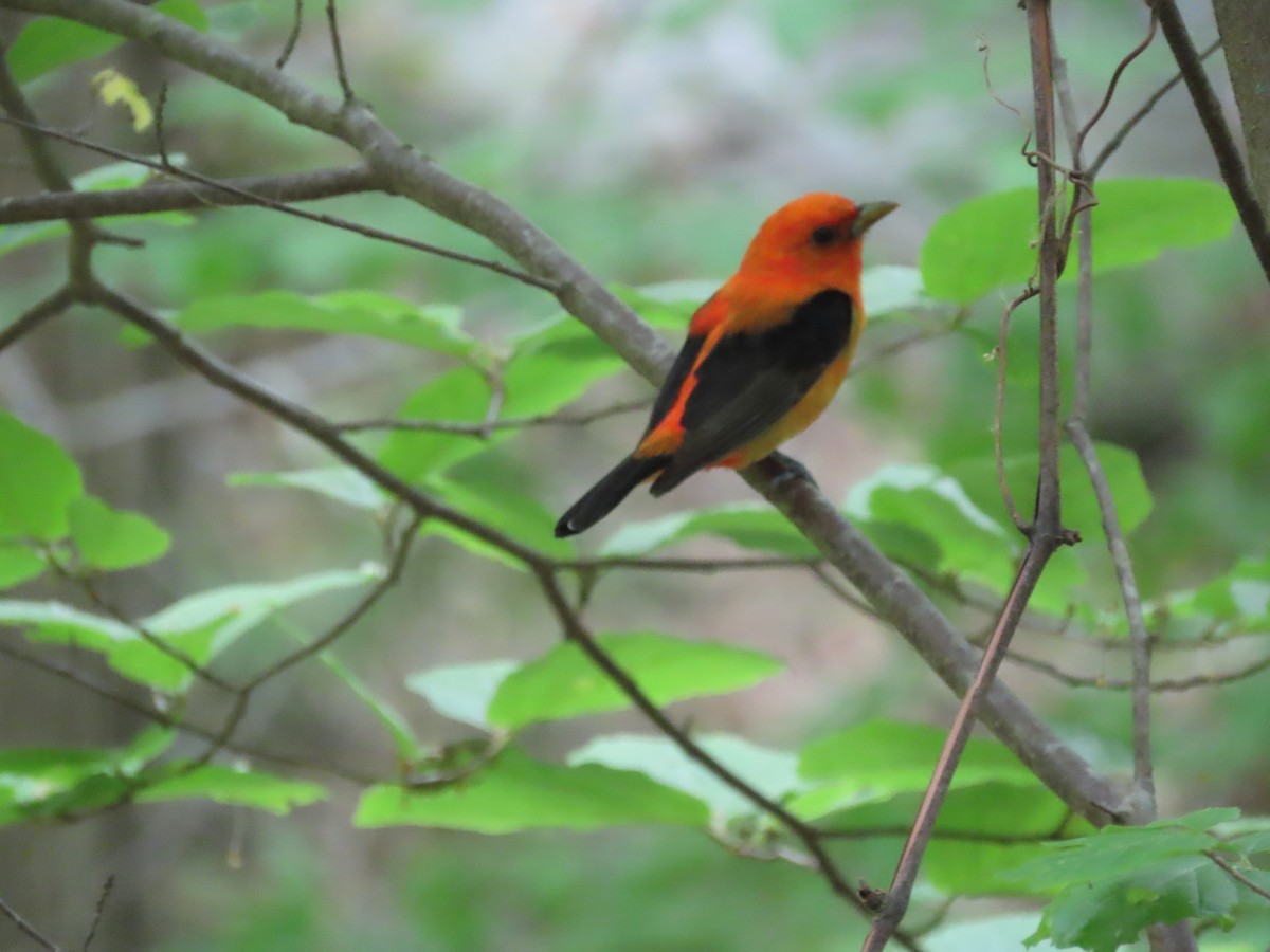 Scarlet Tanager - ML576819111
