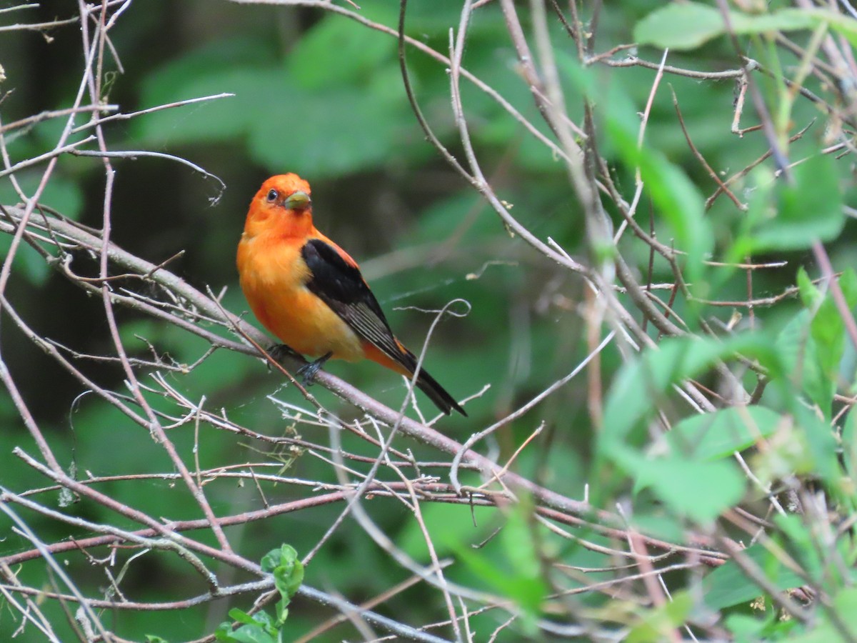 Scarlet Tanager - ML576819151