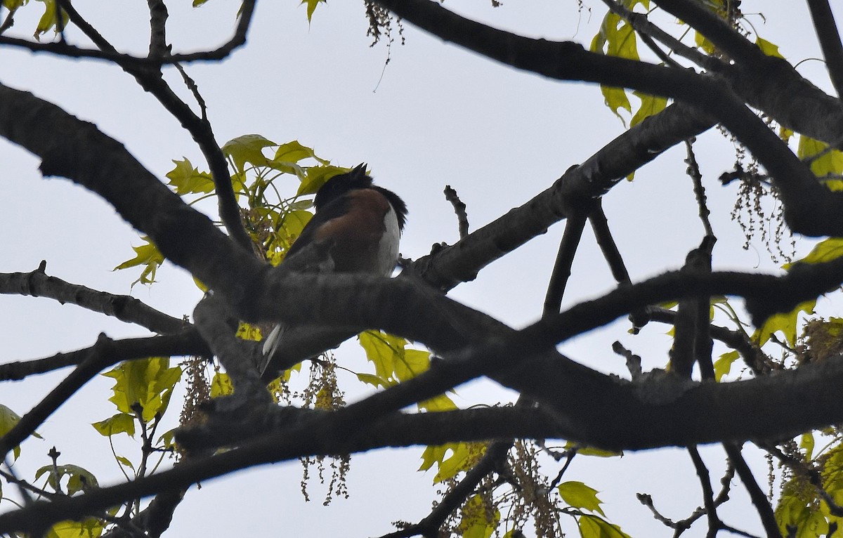 Eastern Towhee - ML576821021