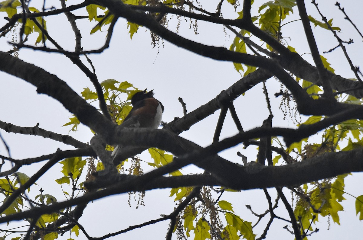 Eastern Towhee - ML576821041