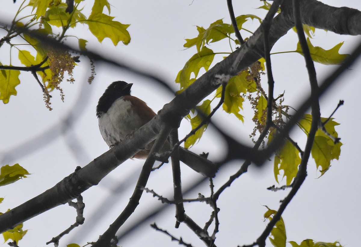 Eastern Towhee - ML576821051