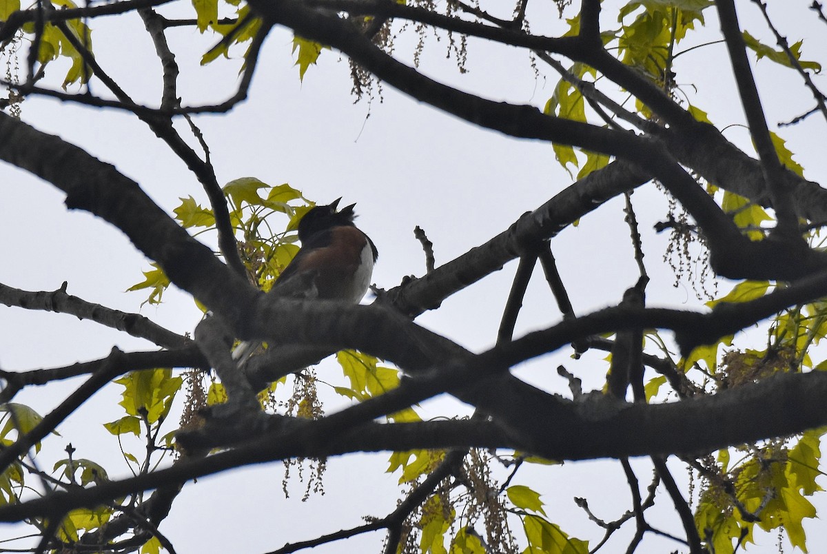 Eastern Towhee - ML576821061