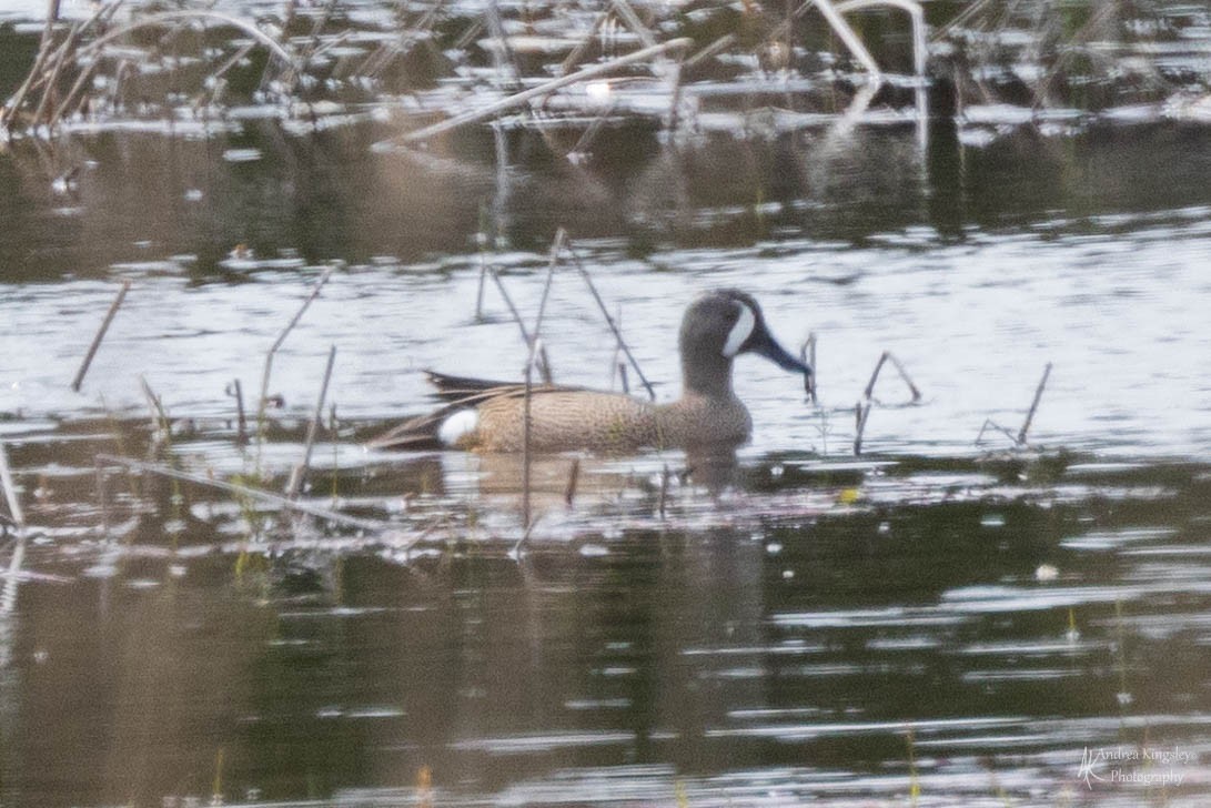 Blue-winged Teal - Andrea Kingsley