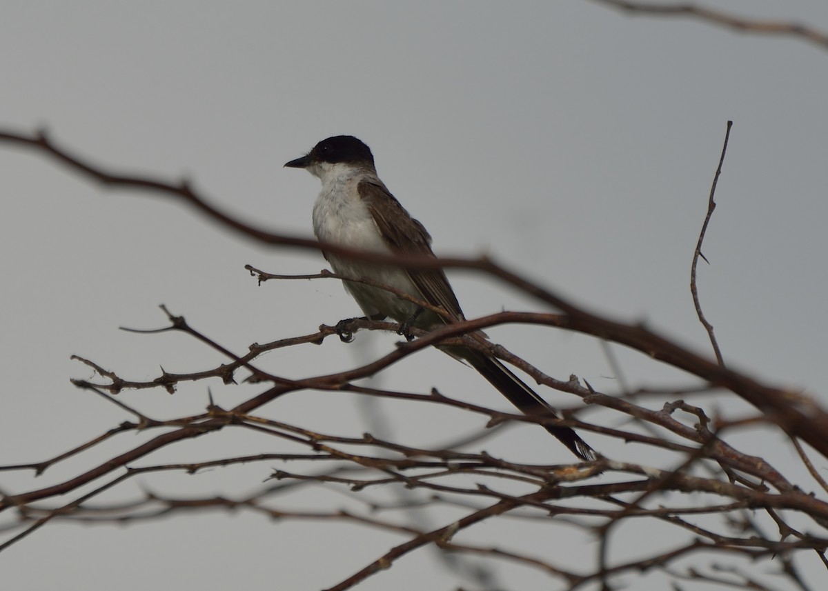 Fork-tailed Flycatcher - ML576822581