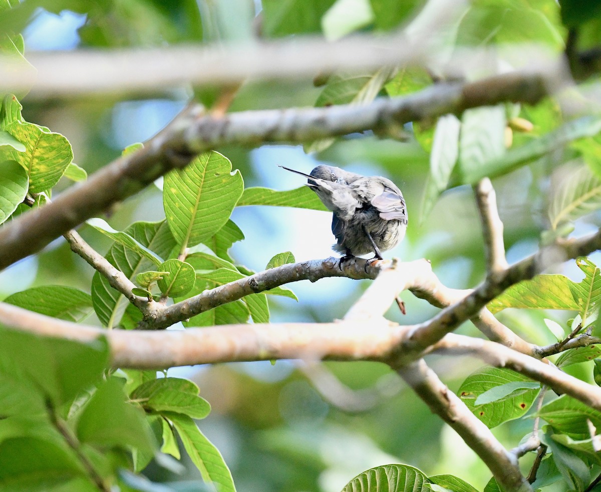 Seychelles White-eye - ML576823911