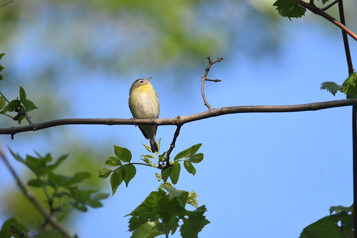 Philadelphia Vireo - ML576824041