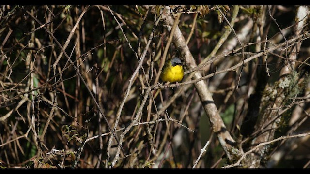 Paruline voilée - ML576825171