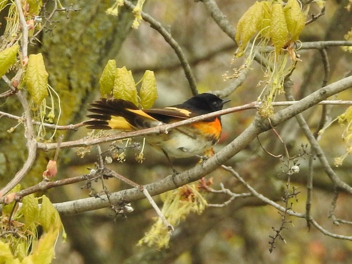 סבכון חכלילי - ML57682521