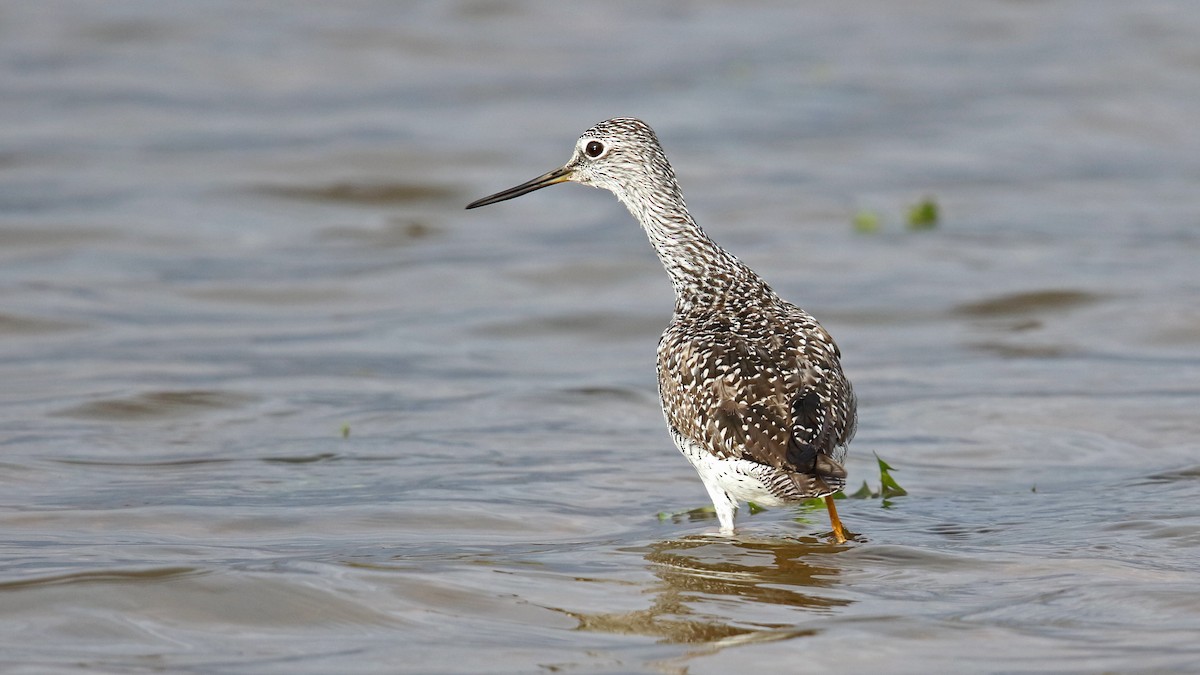 Greater Yellowlegs - Daniel Jauvin