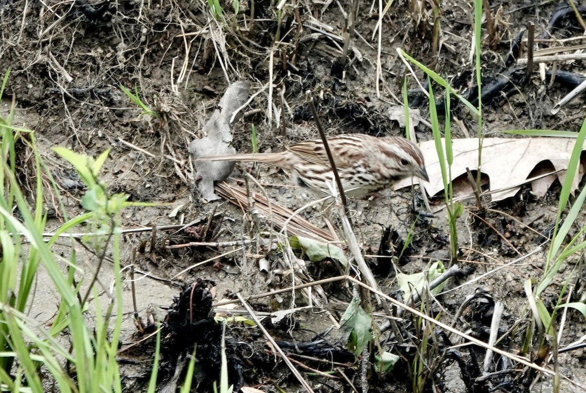 Song Sparrow - ML576826351