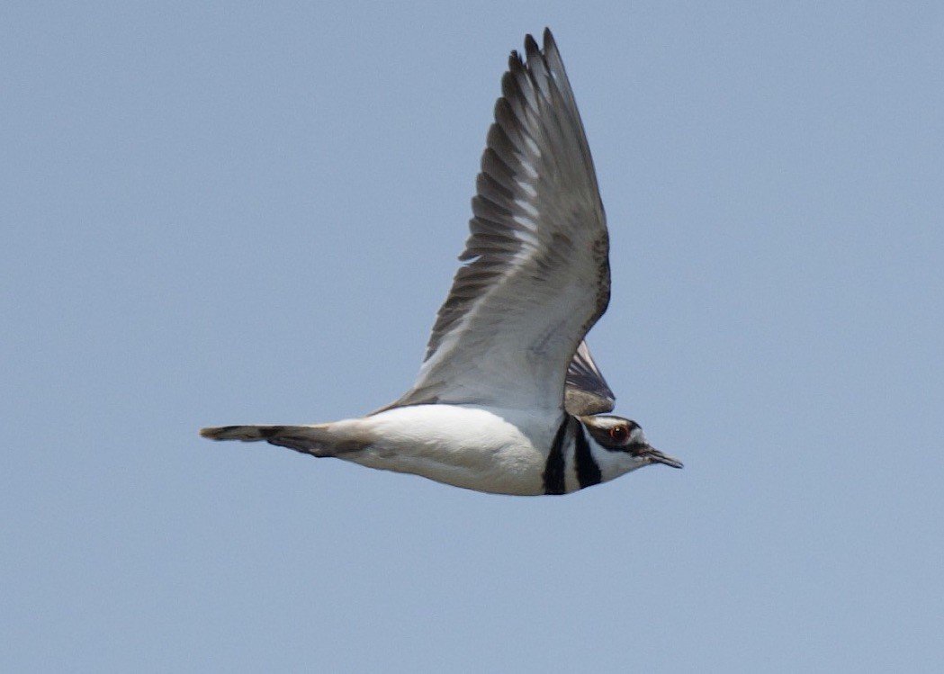 Killdeer - ML576826421