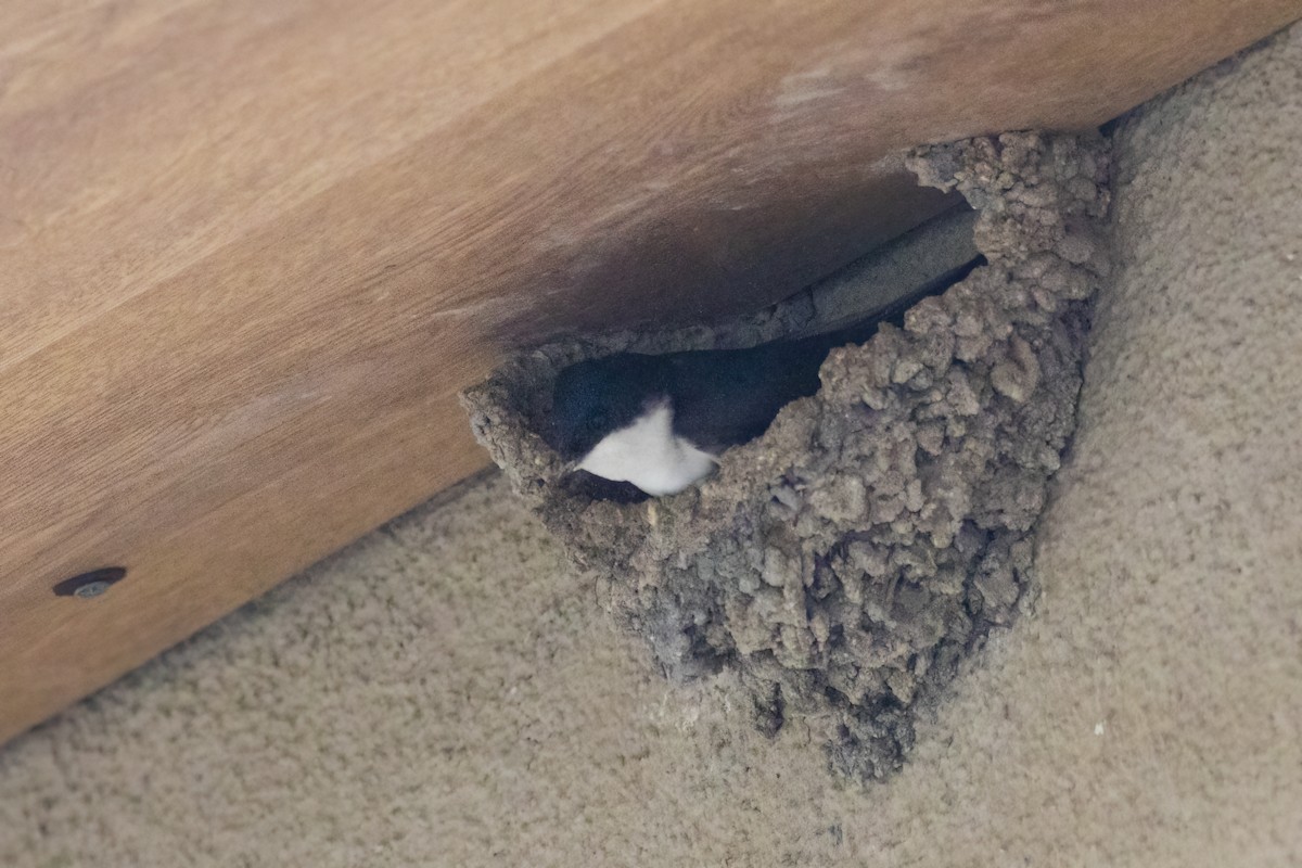 Western House-Martin - Mehmet Emre Bingül