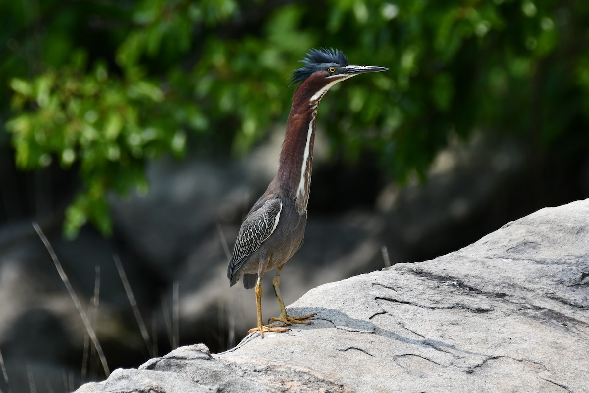 Green Heron - ML576828811