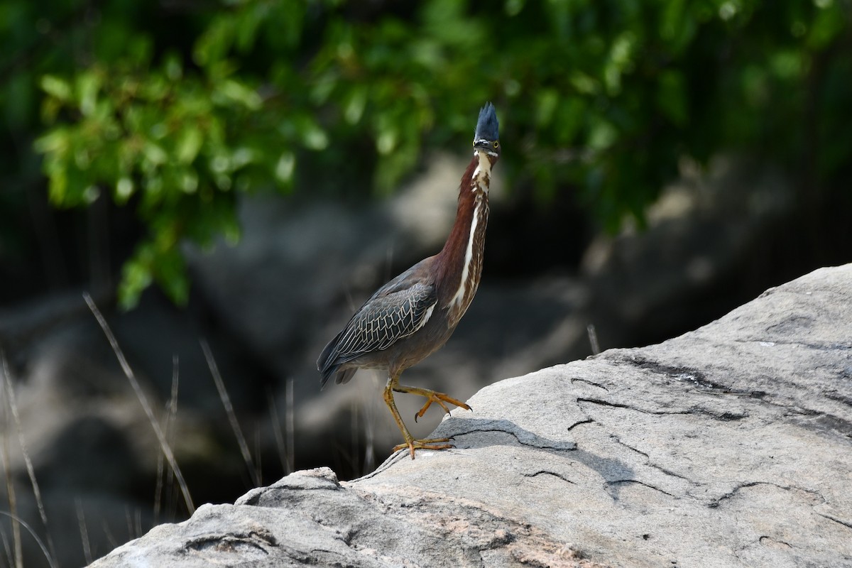 Green Heron - ML576828821