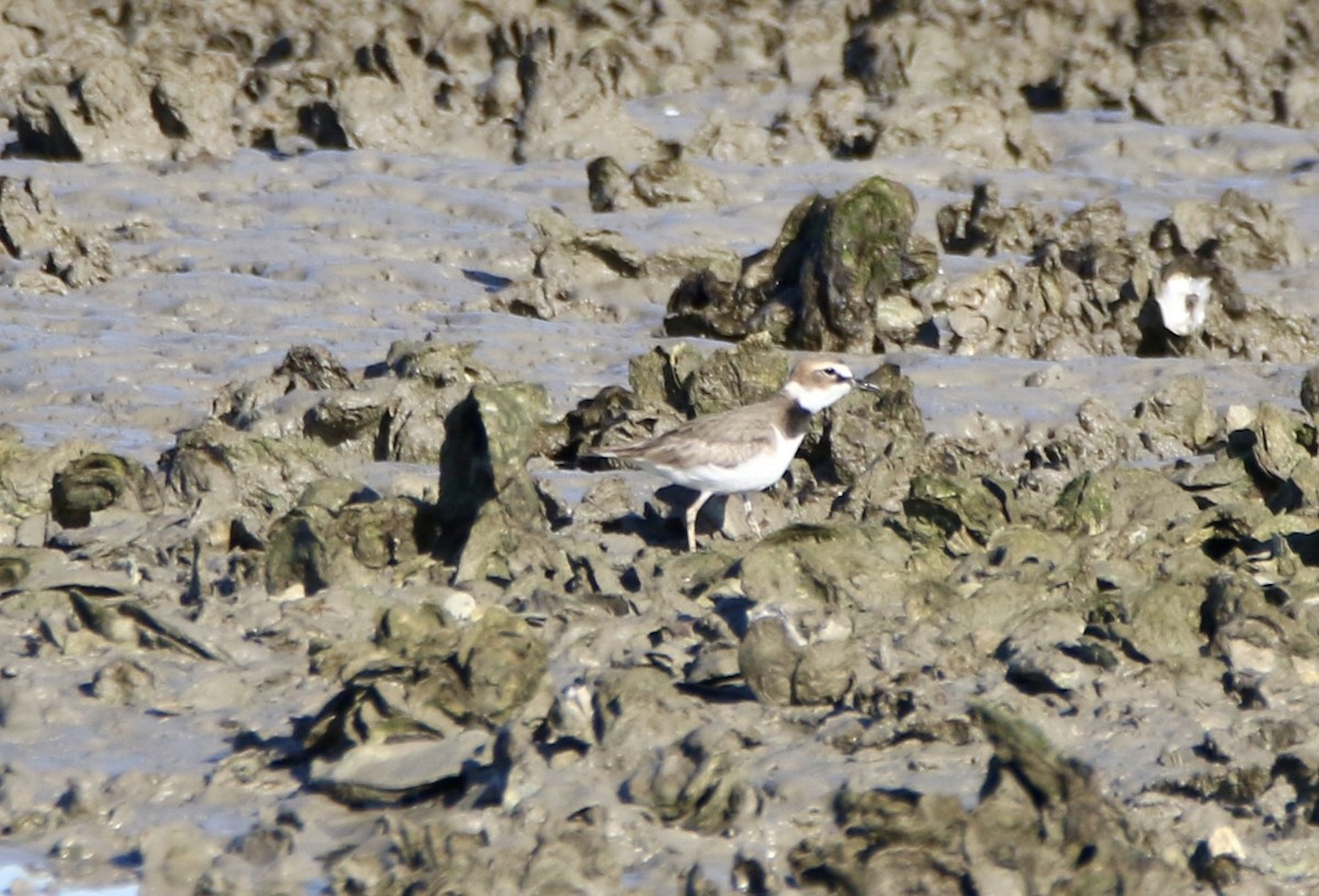 Wilson's Plover - ML576828841