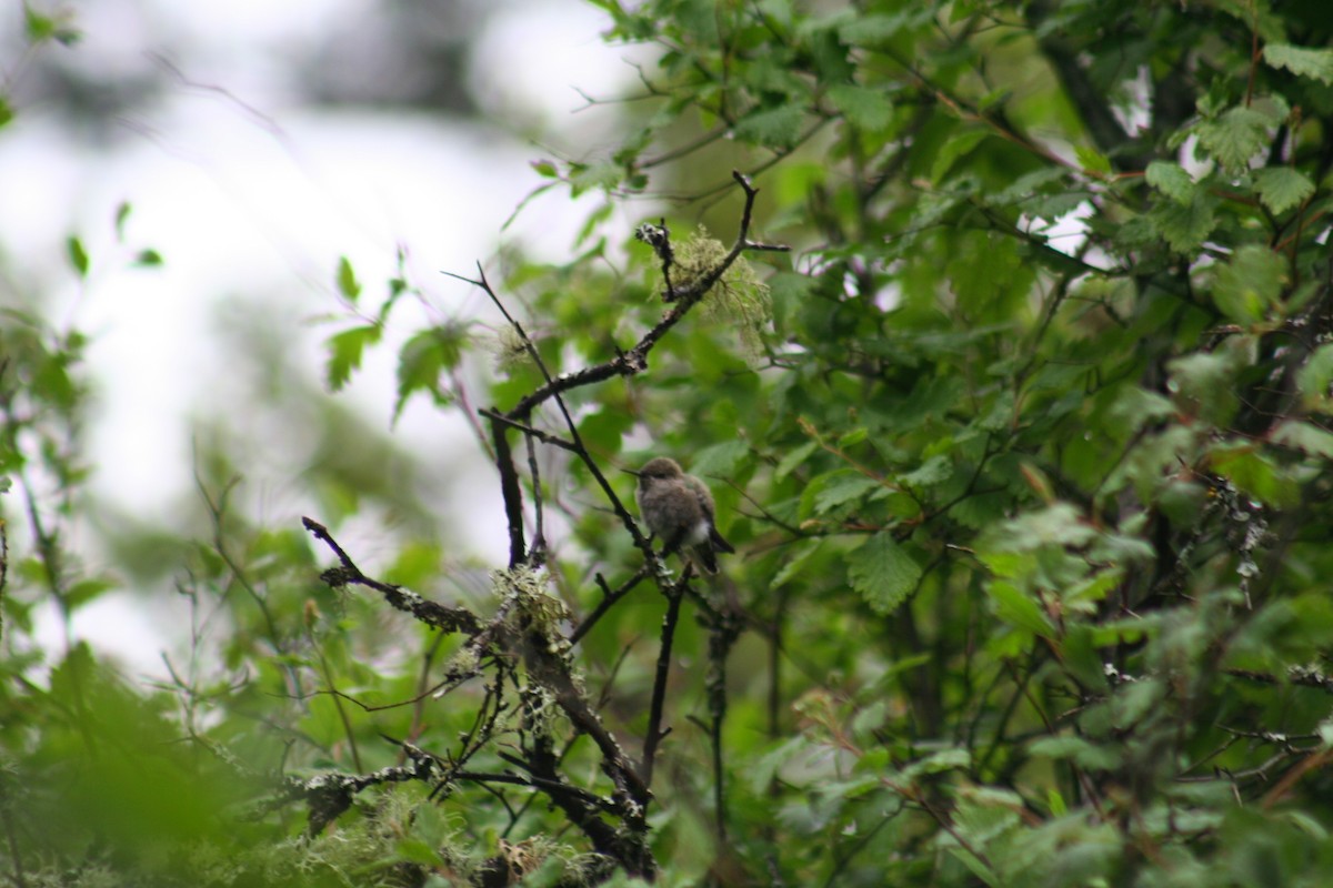 Anna's Hummingbird - ML57682941