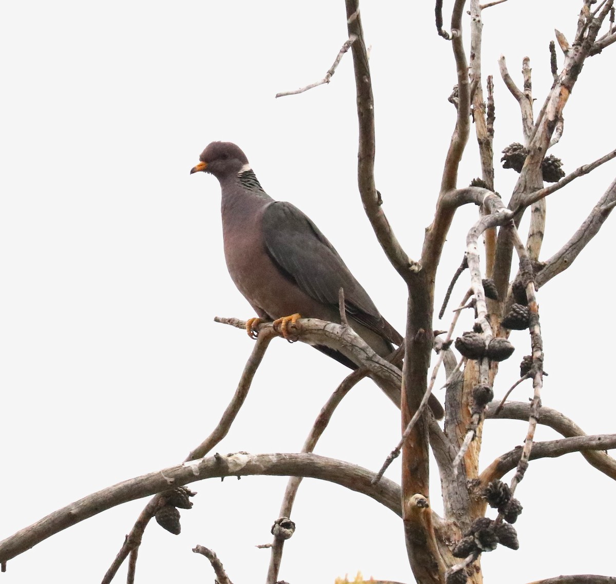 Band-tailed Pigeon - ML576830271