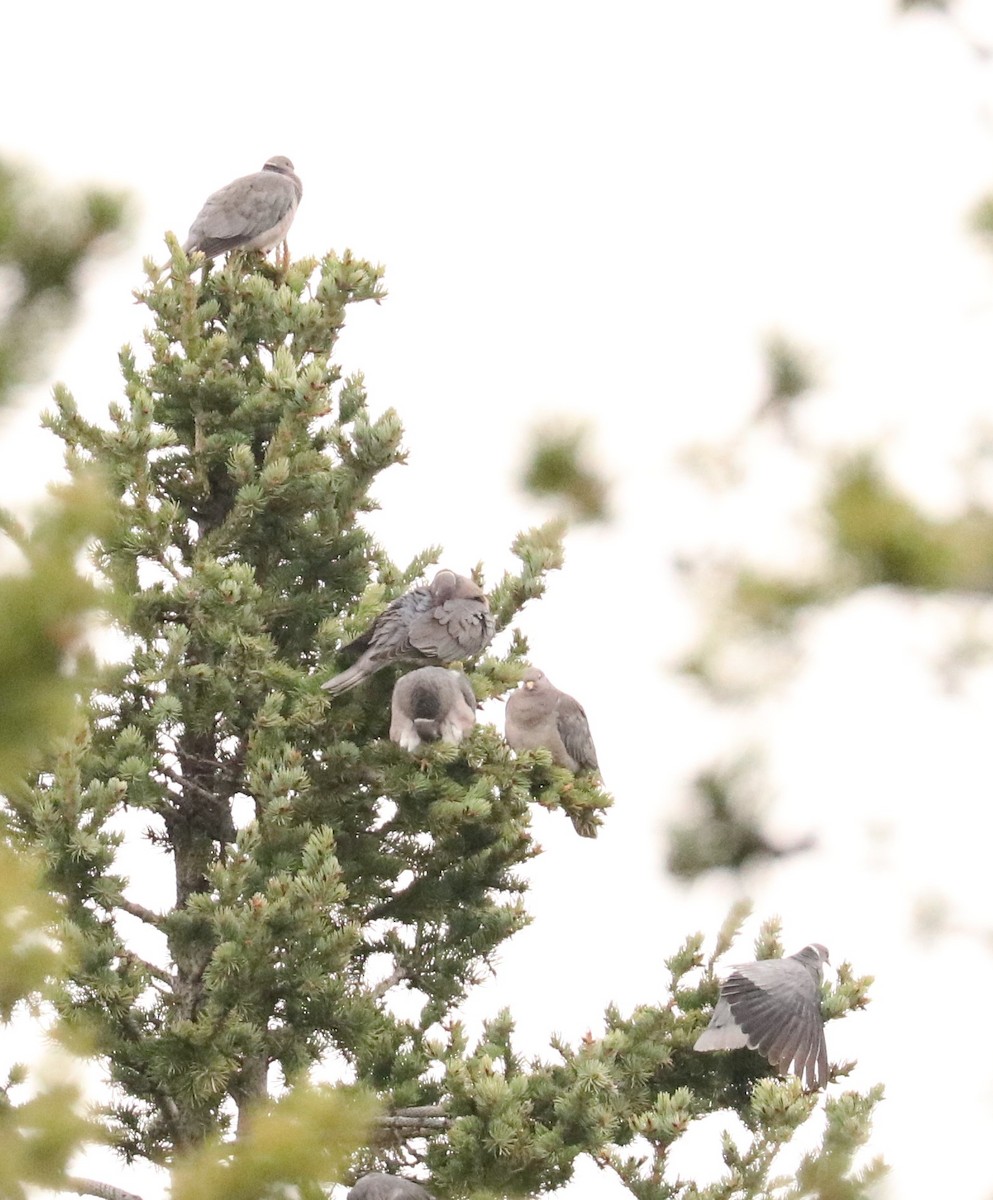 Band-tailed Pigeon - ML576830281