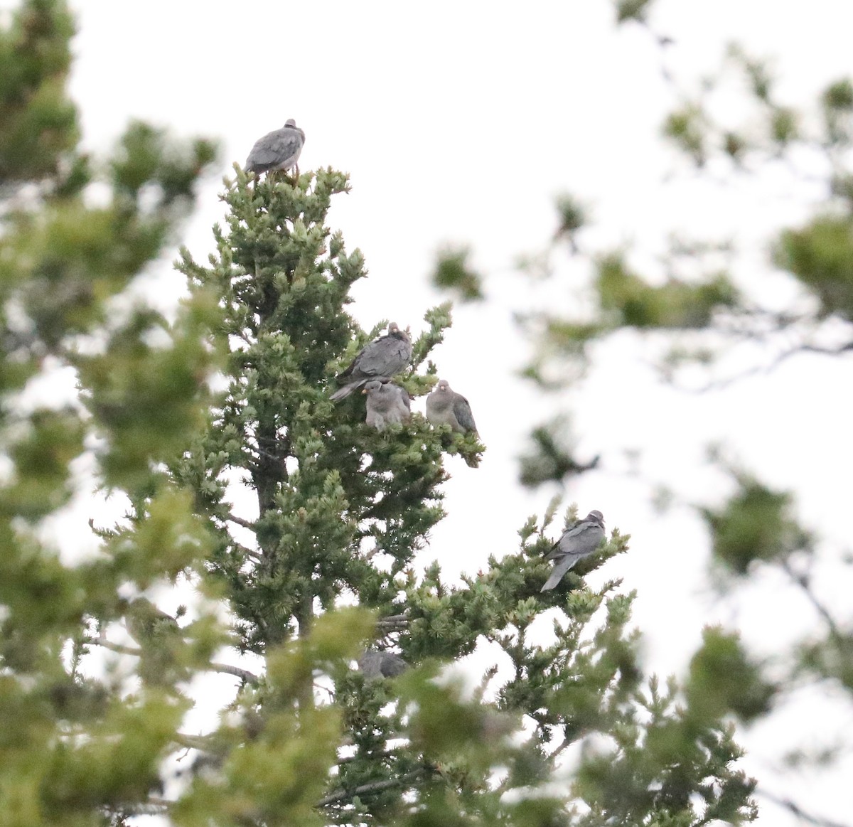 Band-tailed Pigeon - ML576830291