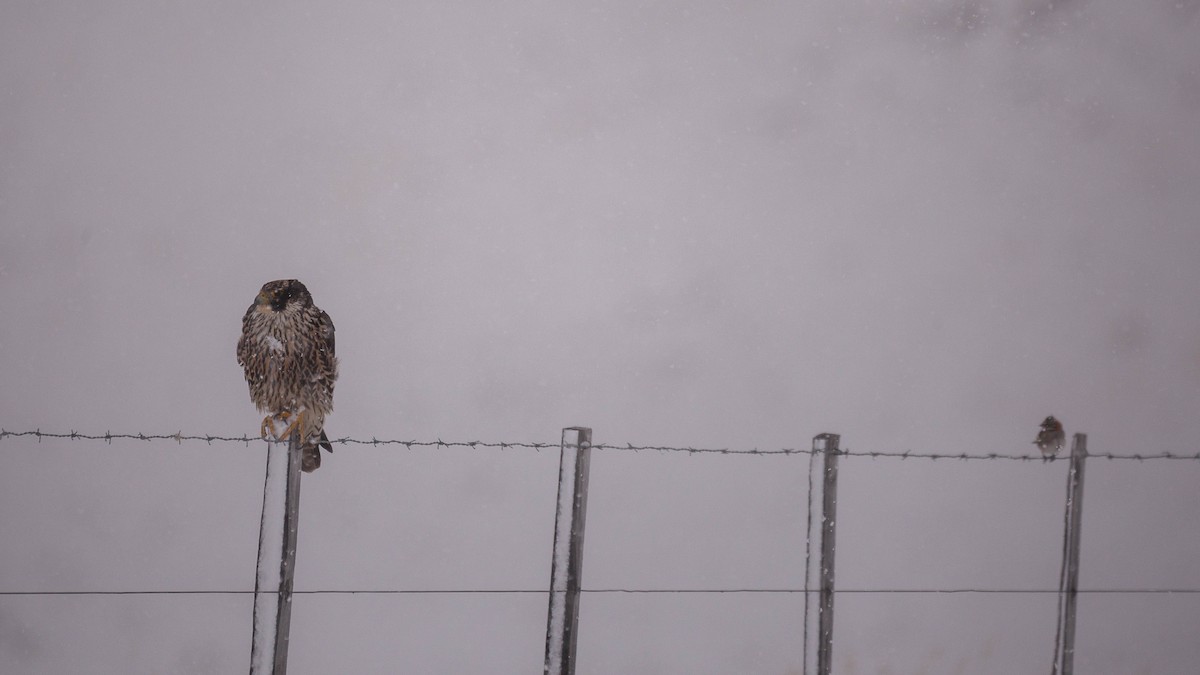 Peregrine Falcon - Eduardo Minte