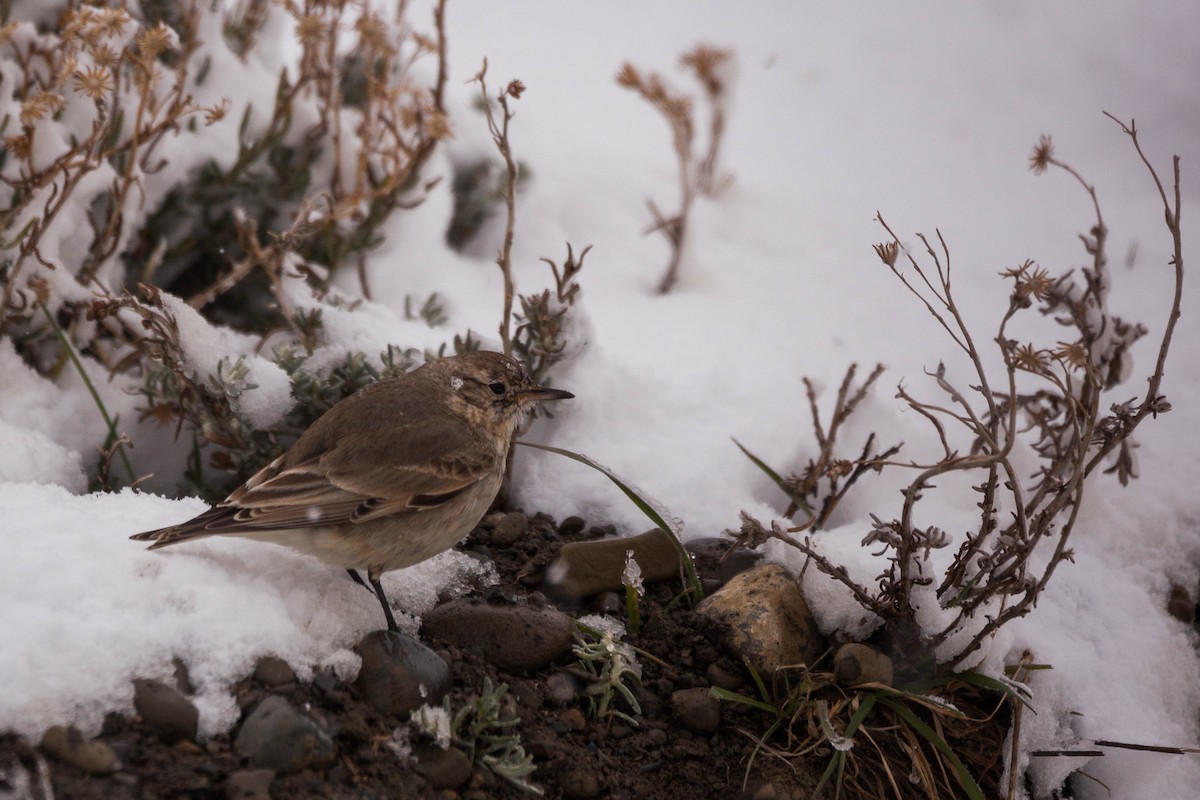 Short-billed Miner - ML576831111