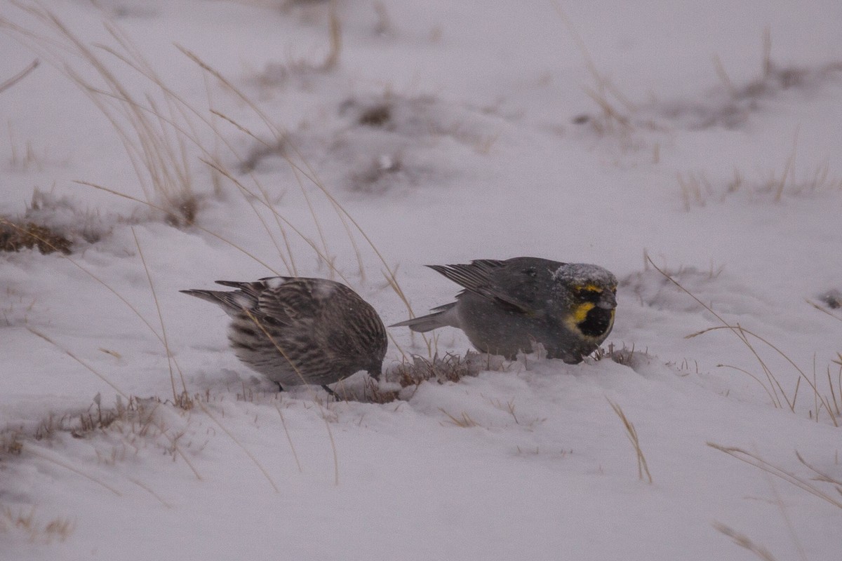 Yellow-bridled Finch - ML576831301