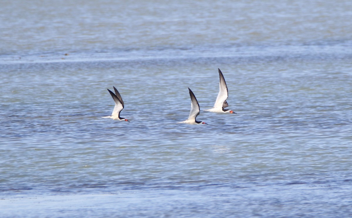 Black Skimmer - Angie Anderson