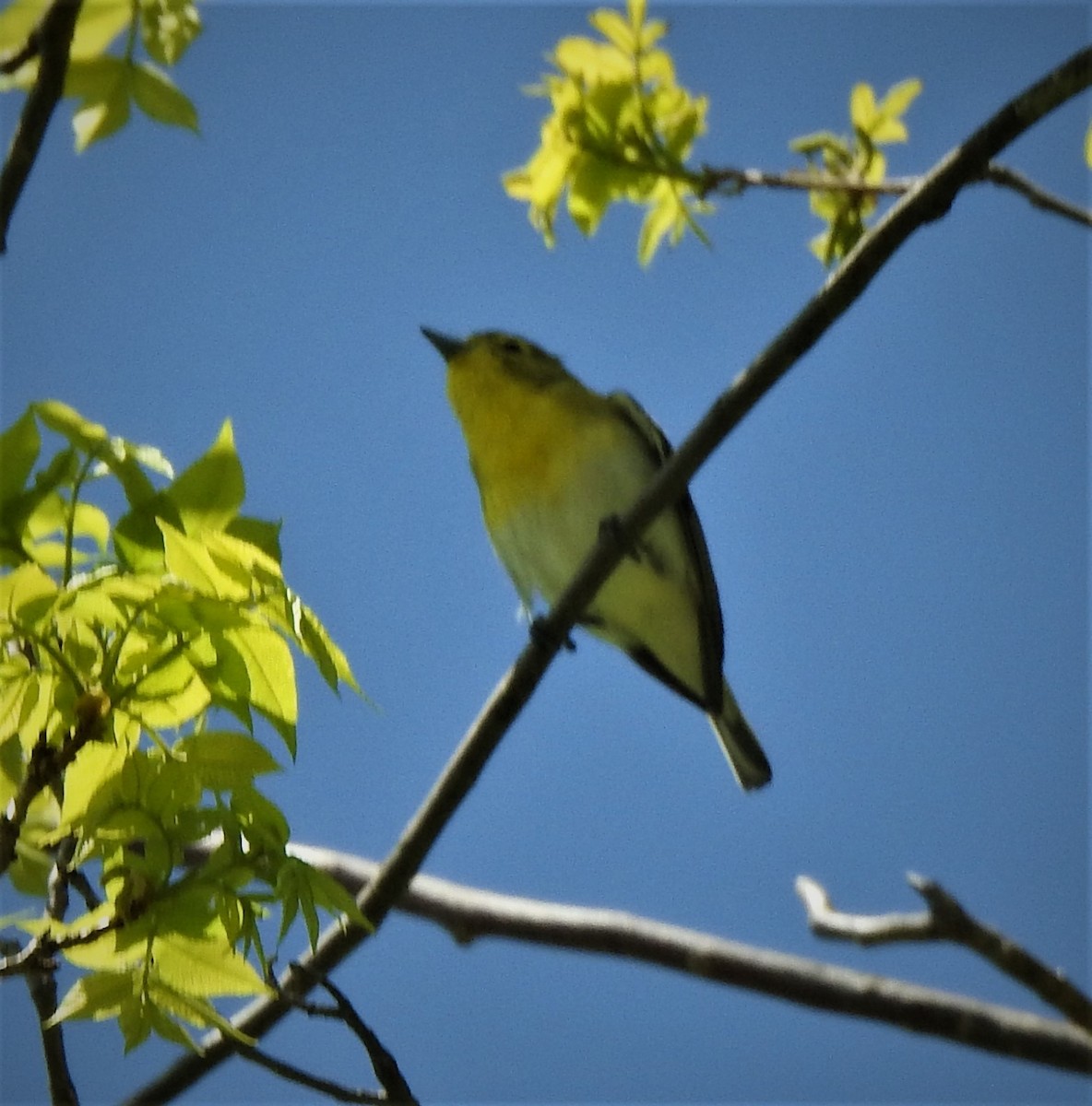 Yellow-throated Vireo - ML576831791