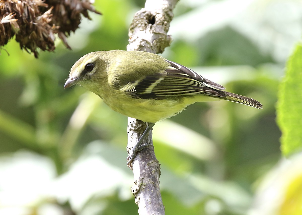 Yellow-winged Vireo - ML576832241