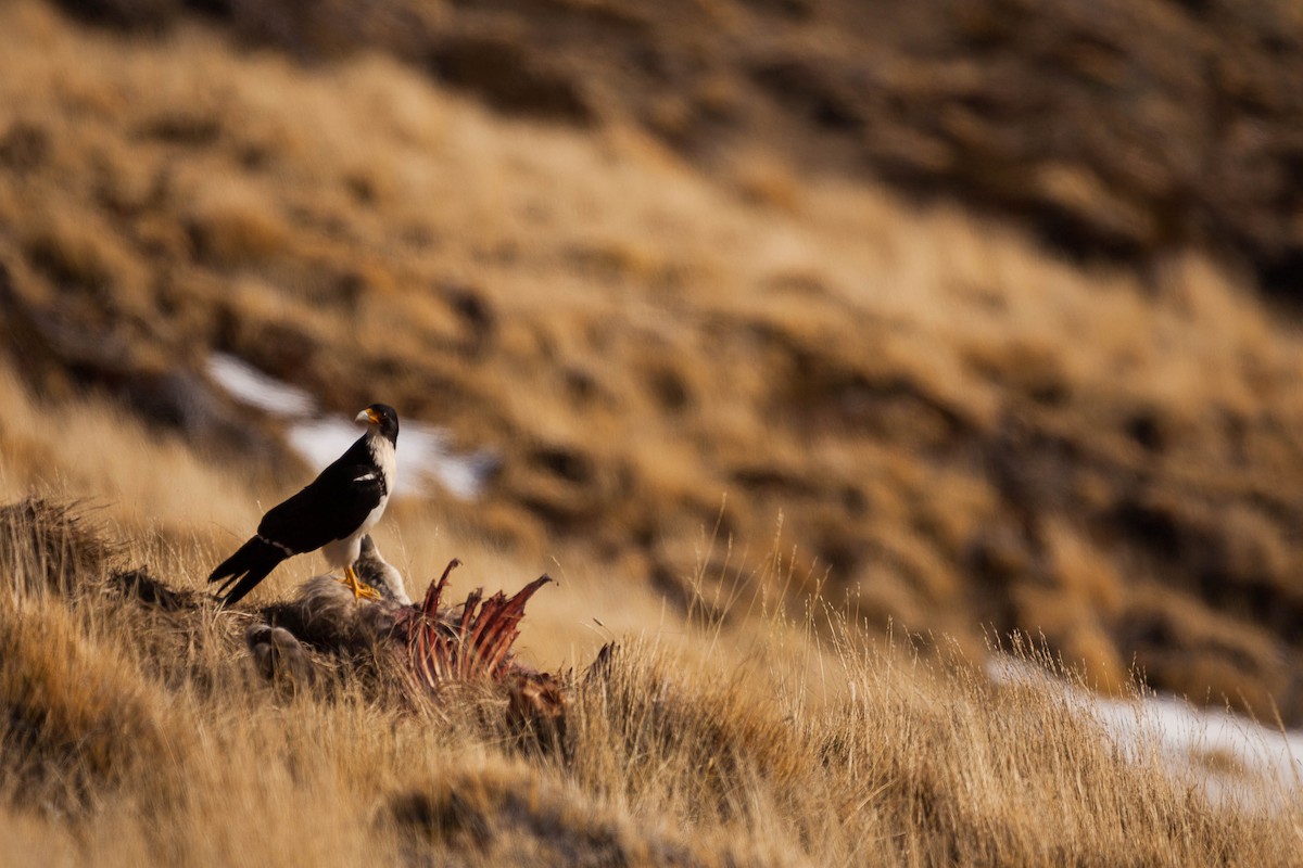 White-throated Caracara - Eduardo Minte