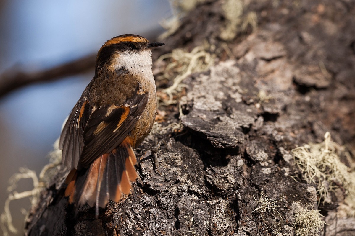 Thorn-tailed Rayadito - Eduardo Minte