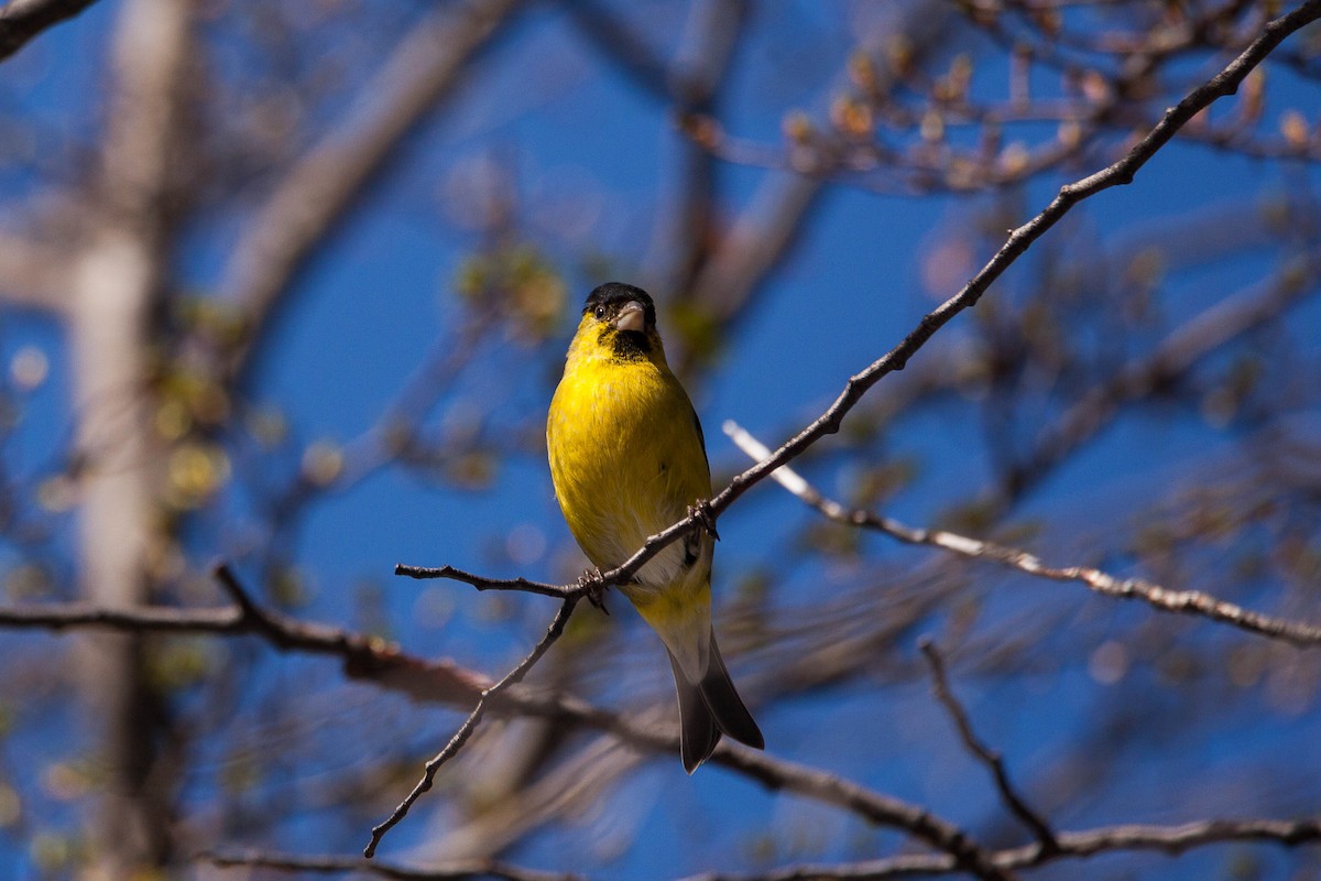 Black-chinned Siskin - ML576832971