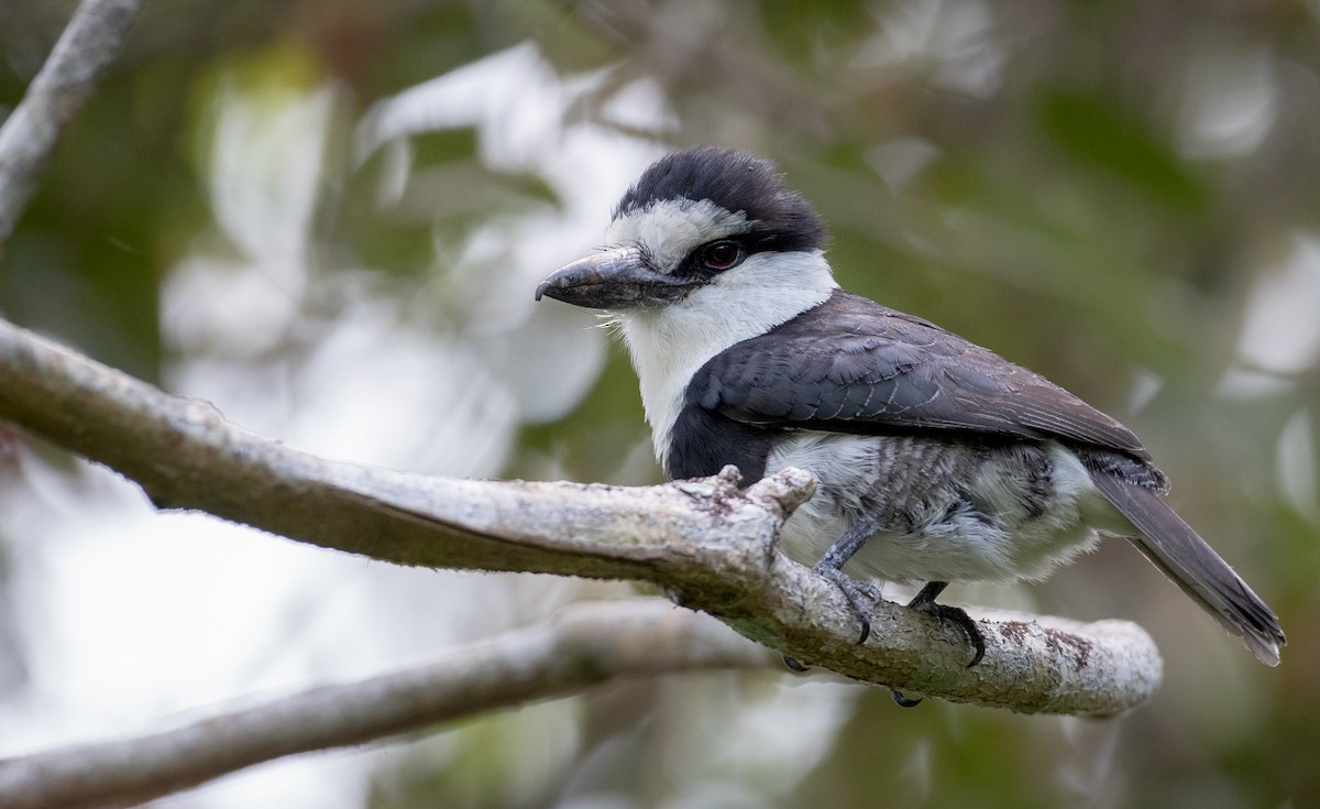 White-necked Puffbird - ML57683321