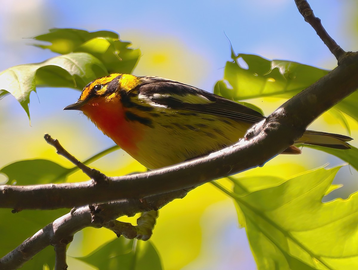 hemlokkparula - ML576834011