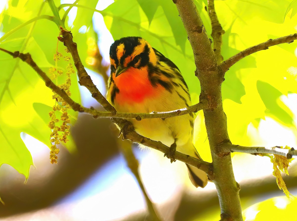 hemlokkparula - ML576834021