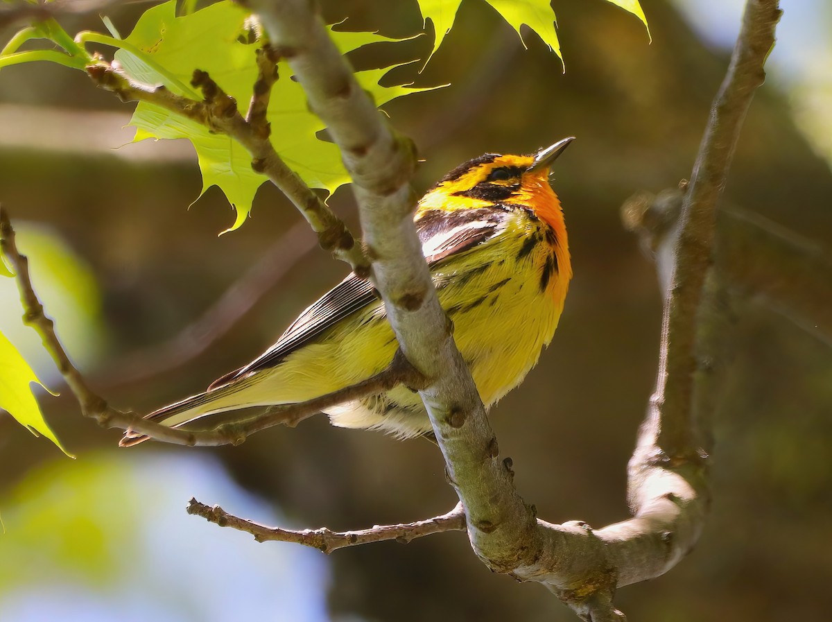 hemlokkparula - ML576834031