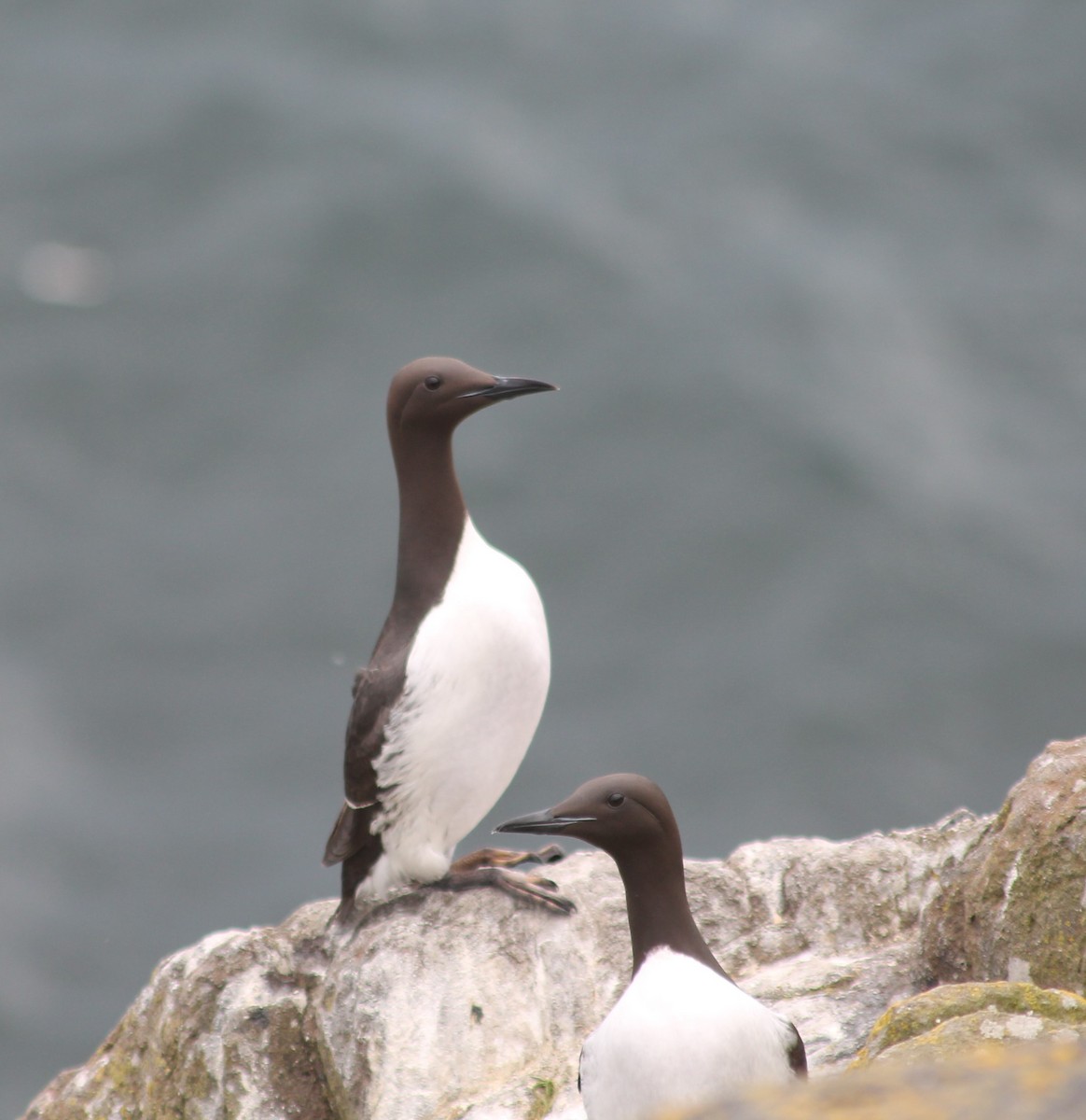 Common Murre - Simon Barrett