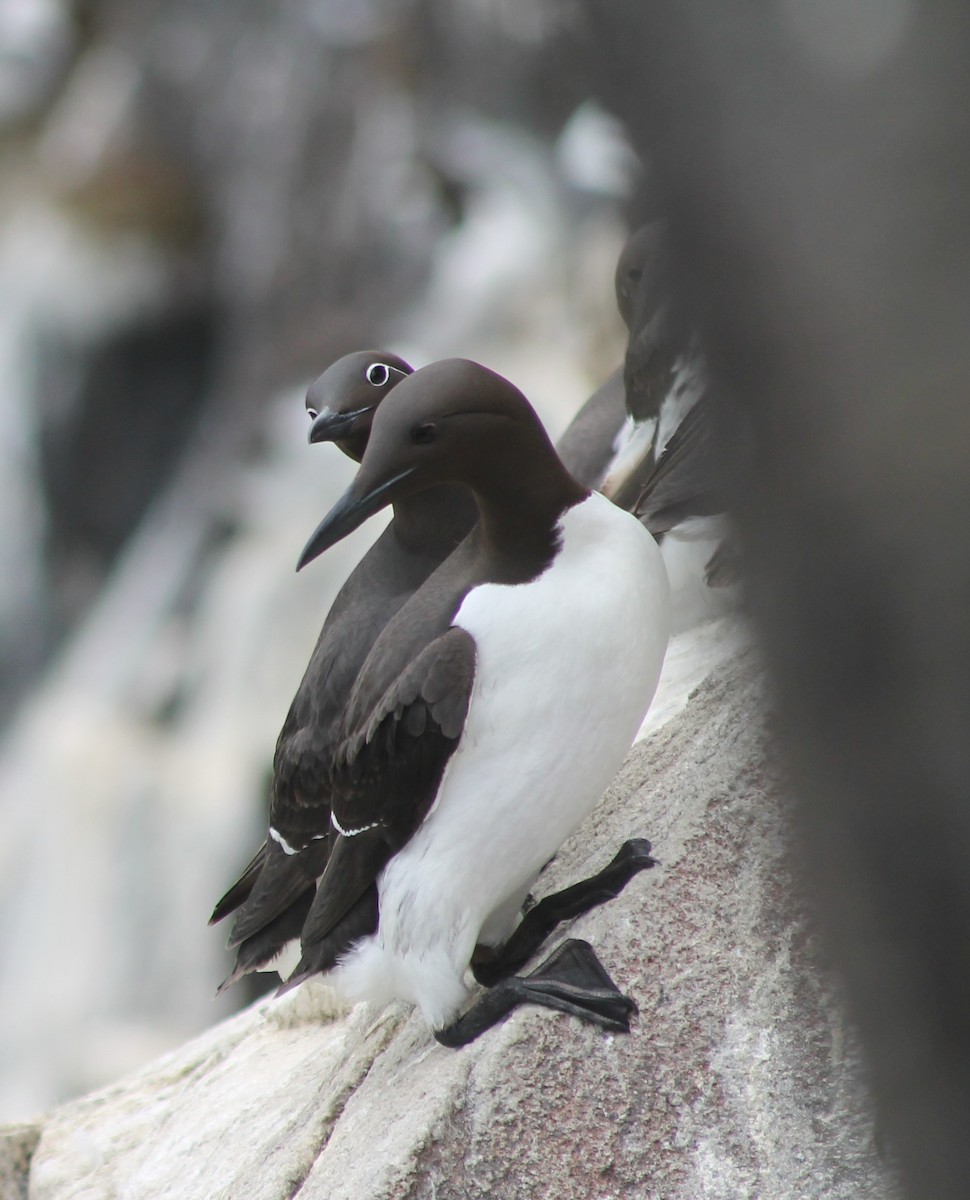 Common Murre - Simon Barrett