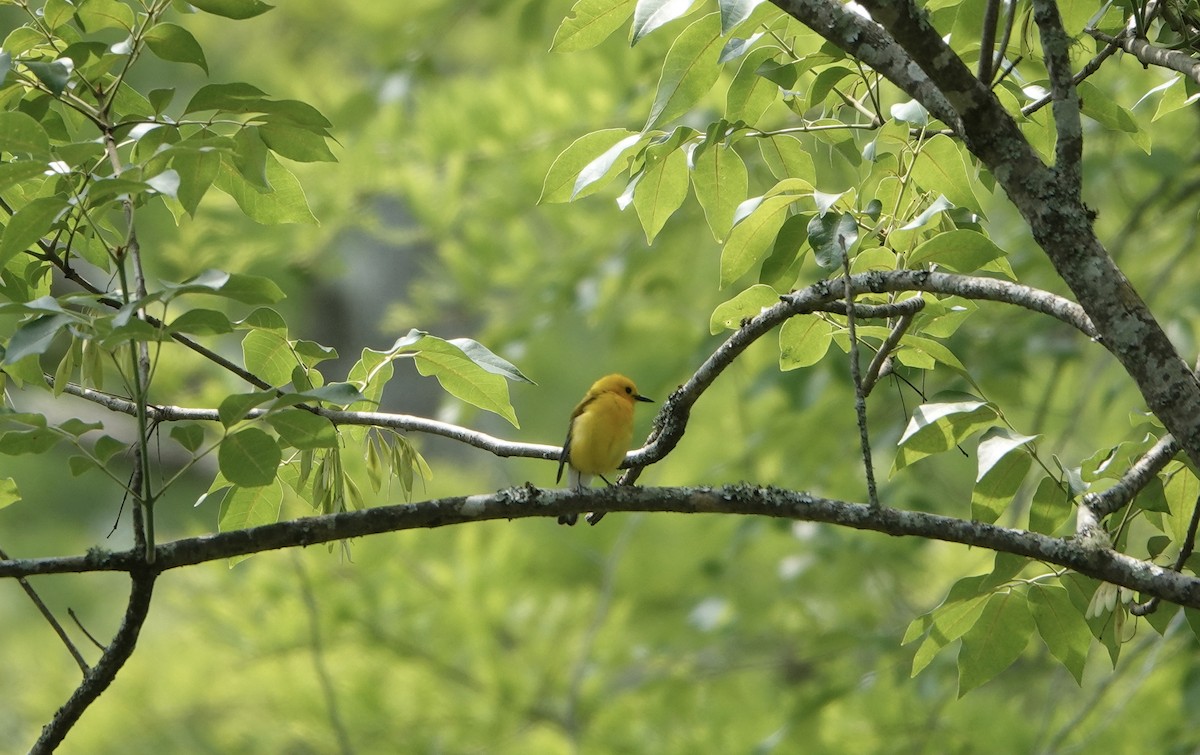 Prothonotary Warbler - ML576834711
