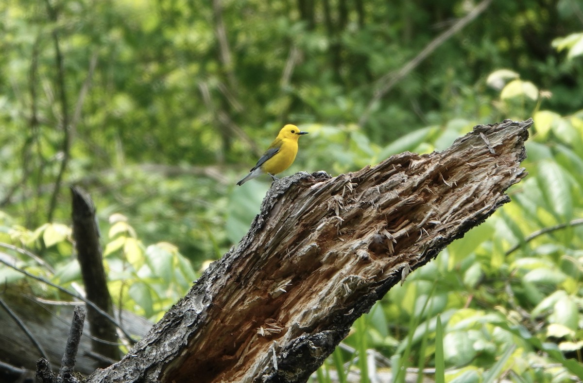 Prothonotary Warbler - ML576834721