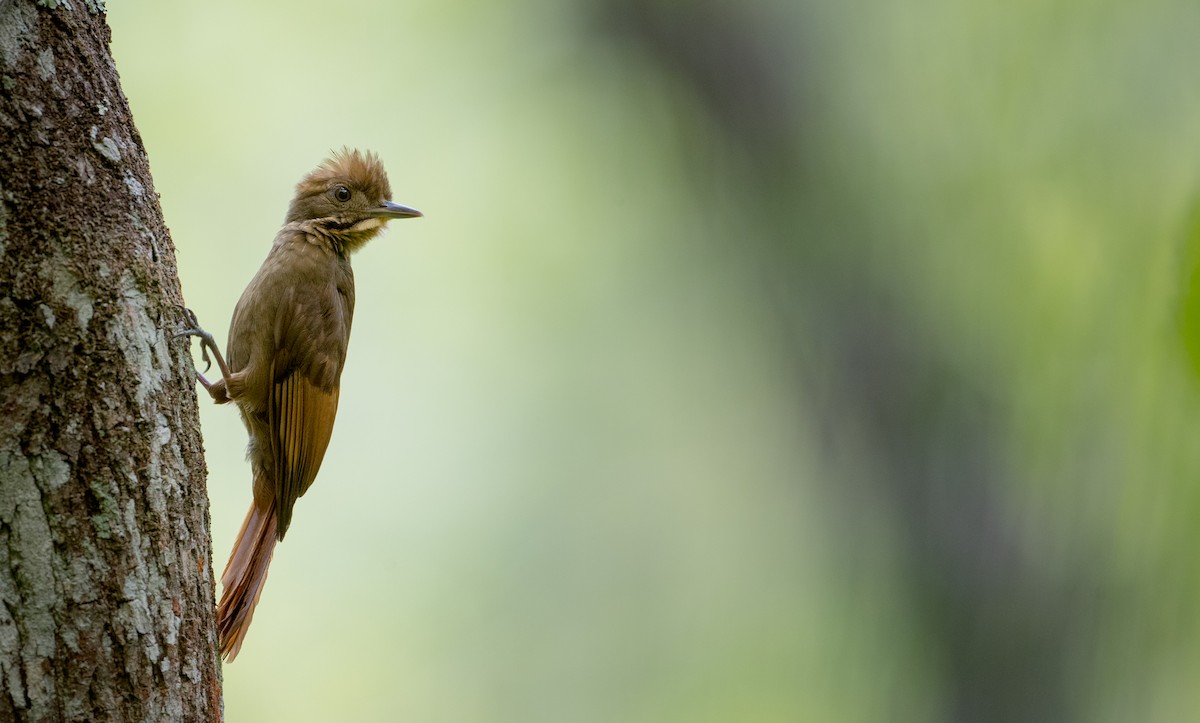 Tawny-winged Woodcreeper - ML57683491