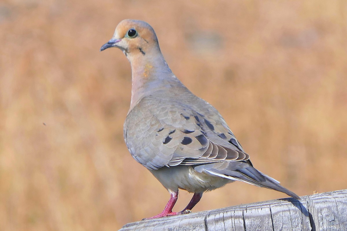Mourning Dove - Janet Kelly