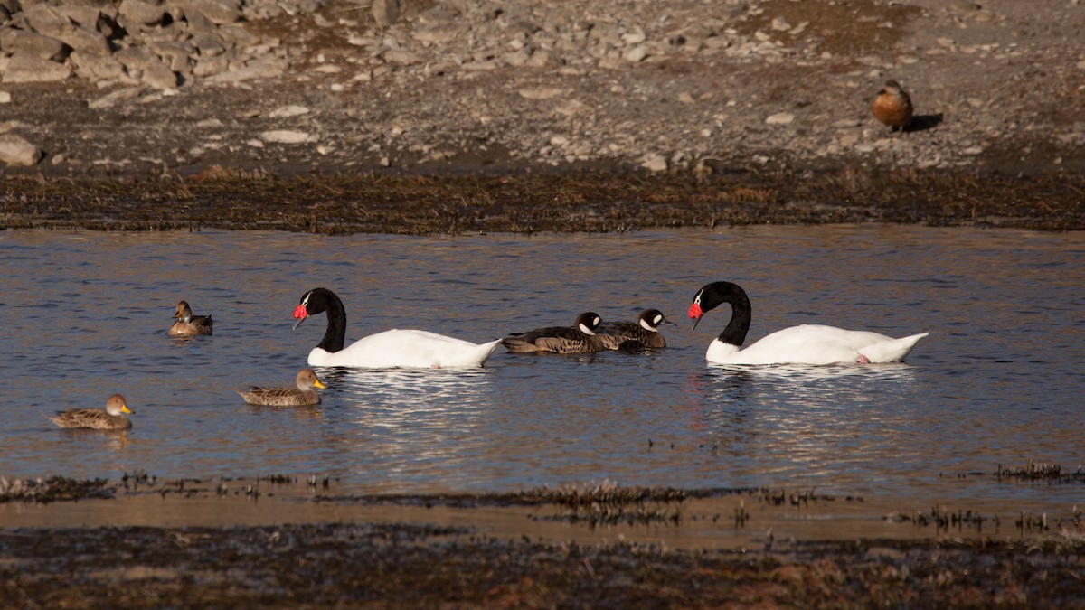 Black-necked Swan - Eduardo Minte
